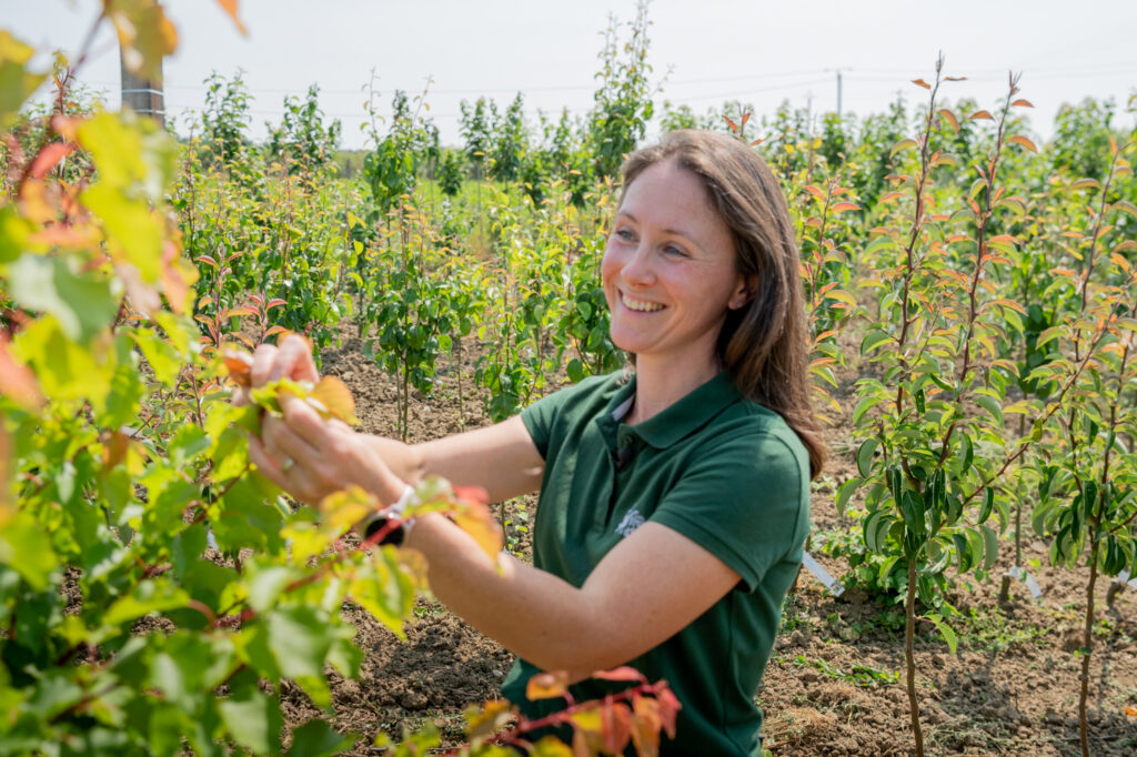 Olivia Beaumont, pépiniériste aux Fruitiers d'Émile, examine un jeune arbre fruitier de variété ancienne dans sa pépinière en Anjou.
